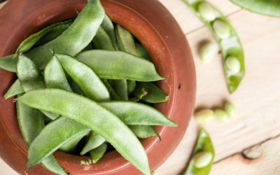 How to Grow Indoor Green Beans in Containers (Beginner’s Guide)