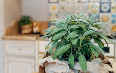 How to Grow Sage Indoors (Beginner-Friendly Guide for Fresh Herbs All Year)