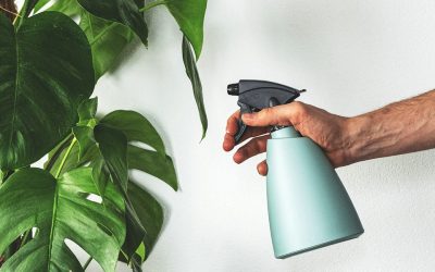 How Often Should You Mist Indoor Plants? (Beginner’s Guide)