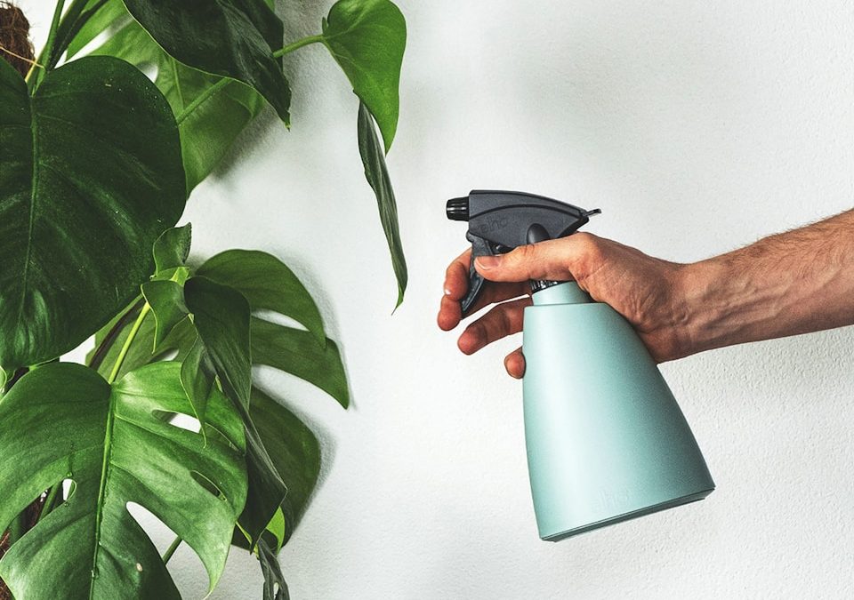 How Often Should You Mist Indoor Plants? (Beginner’s Guide)