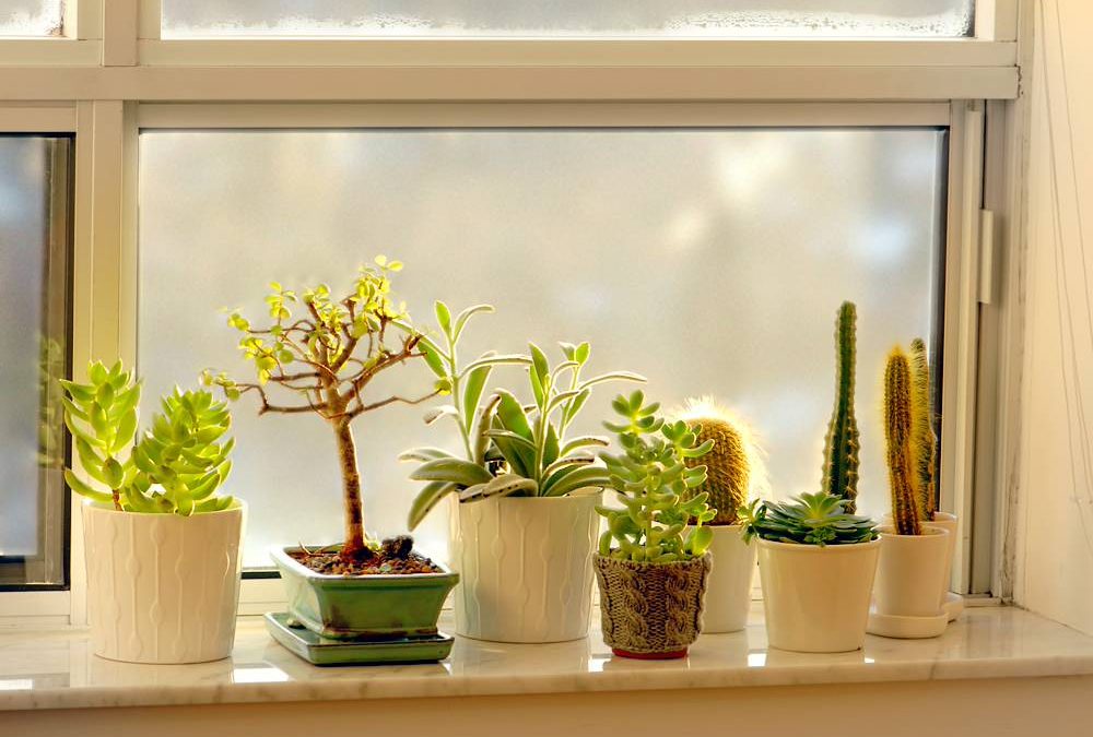 Best Soil Mix for Indoor Succulents (Beginner-Friendly Guide)