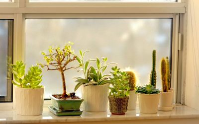 Best Soil Mix for Indoor Succulents (Beginner-Friendly Guide)