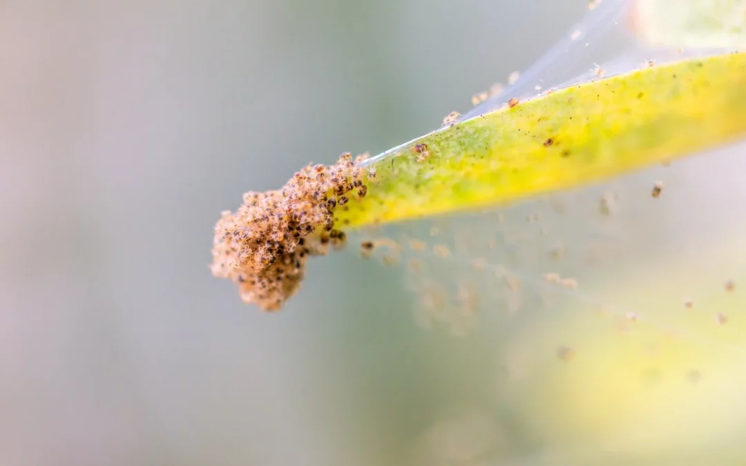 How to Spot and Treat Spider Mites on Indoor Plants Naturally