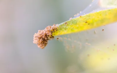 How to Spot and Treat Spider Mites on Indoor Plants Naturally