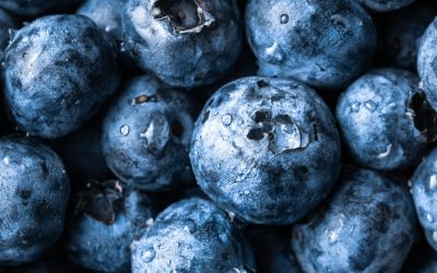 How to Grow Blueberries Indoors (Beginner-Friendly Guide)