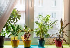 mood-boosting indoor plants reducing stress naturally