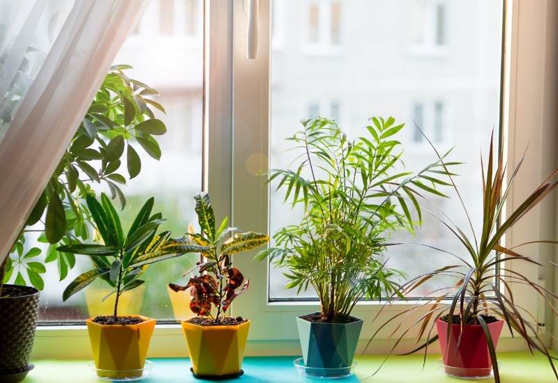 mood-boosting indoor plants reducing stress naturally