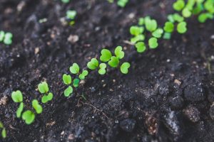 arugula seedlings growing indoors in containers