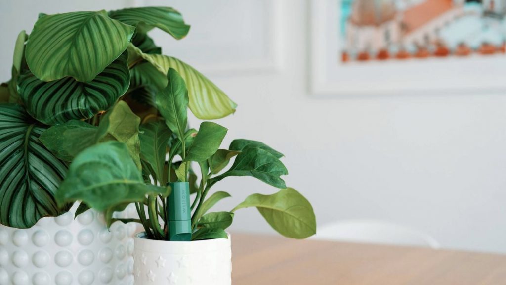 houseplants with smart soil sensors for monitoring health