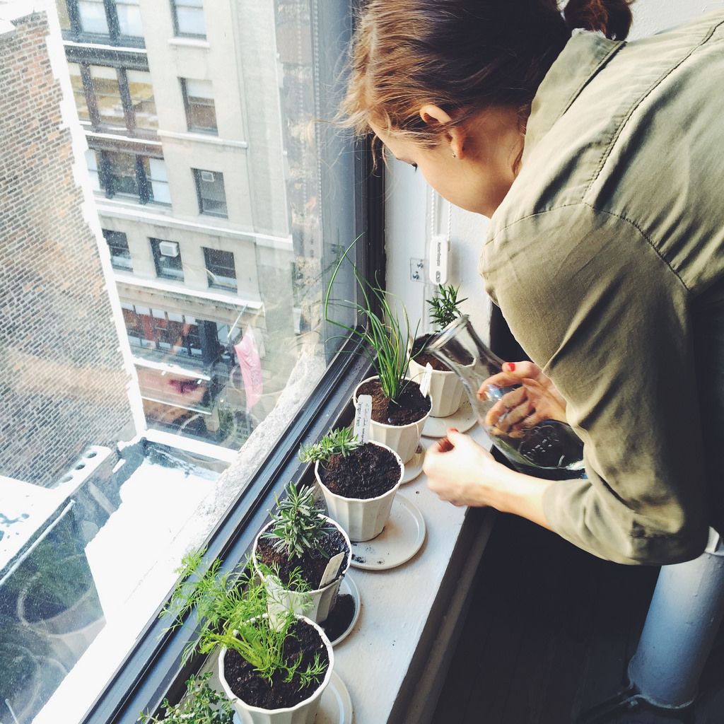 indoor plant weekly maintenance routine