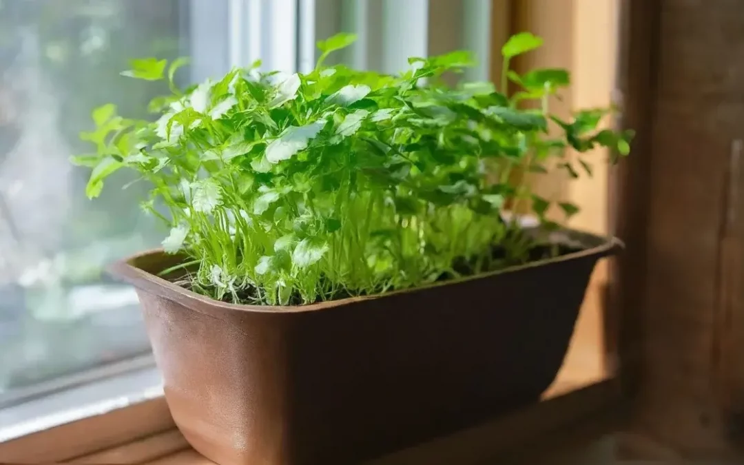 Coriander plant growing indoors in a pot.