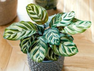 calathea tropical plant with patterned leaves indoors.