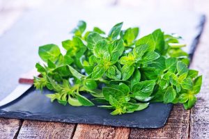 harvested marjoram leaves from indoor plant