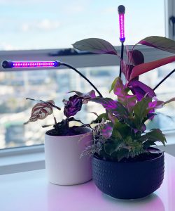 smart gardening devices for monitoring houseplant health
