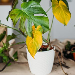 indoor plant with yellow leaves from overwatering