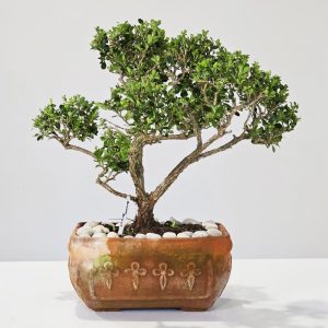 freshly shaped indoor bonsai tree
