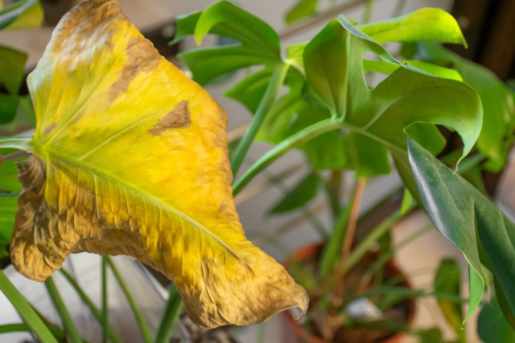 indoor plant leaves turning yellow due to watering stress