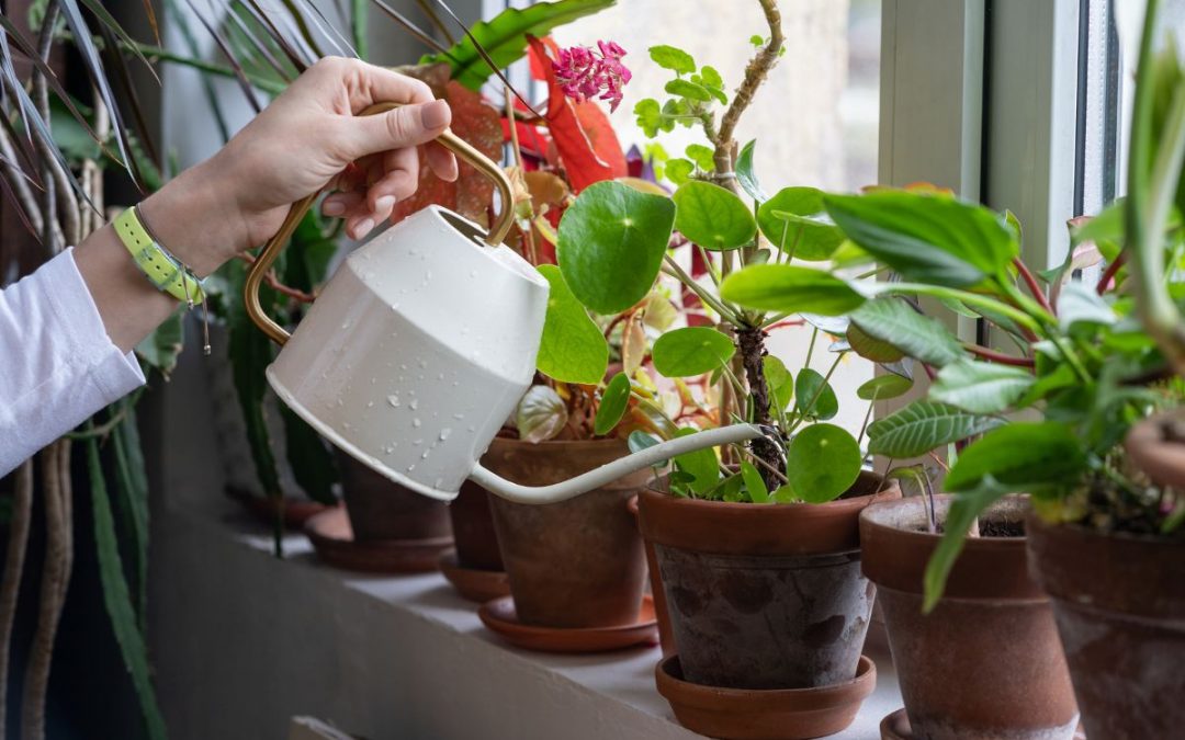 How to Create the Perfect Watering Schedule for Indoor Plants