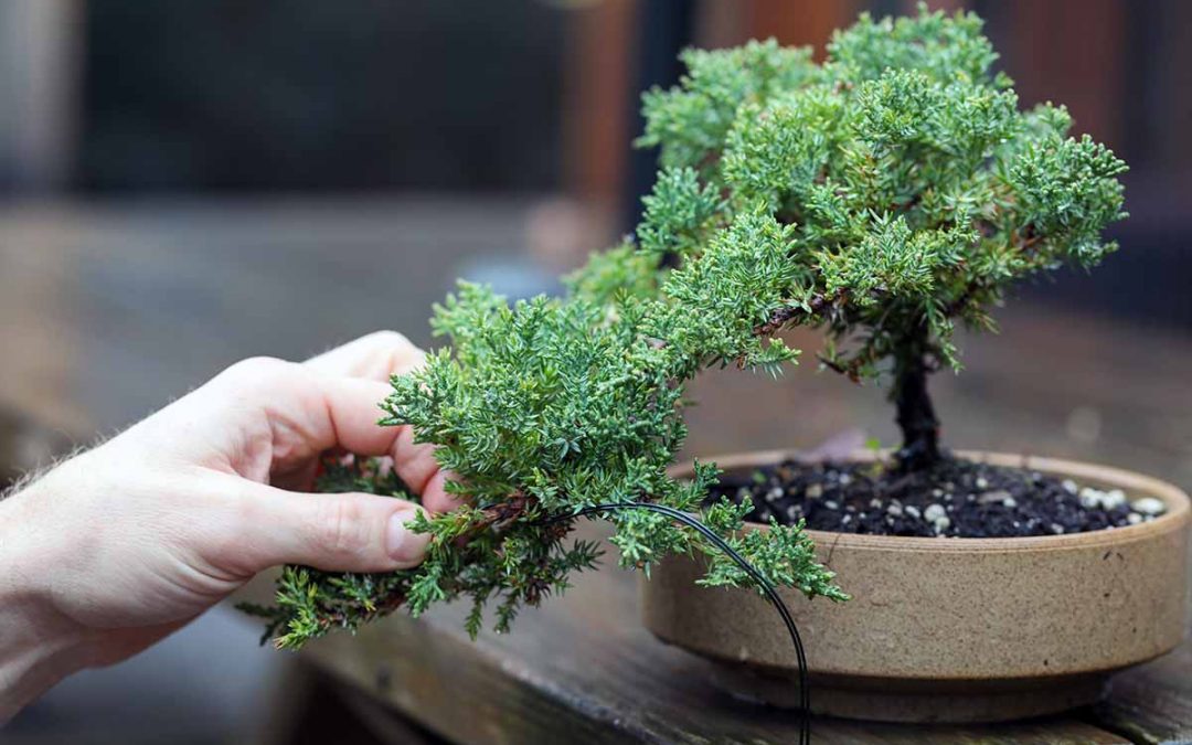 shaping bonsai tree indoors.
