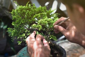 beginner shaping bonsai tree using pruning shears