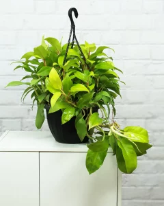 tropical philodendron growing indoors