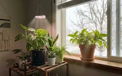 How to Keep Indoor Plants Alive in Winter