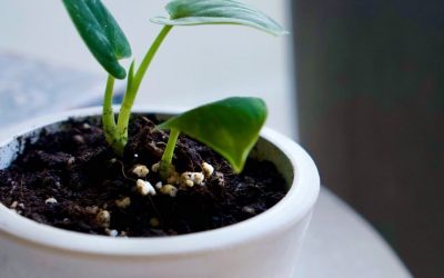 Why Indoor Plant Soil Smells Bad: 7 Causes + Fast Fixes