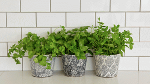 coriander plant indoors in a pot