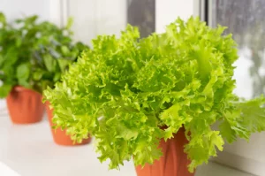 fast-growing indoor vegetables in pots