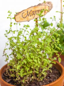 marjoram plant growing indoors in a pot.