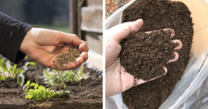 organic and synthetic fertilizers for indoor plants side by side.