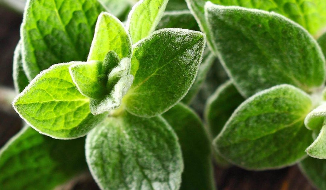 Grow Marjoram Indoors for Bigger Harvests and Stronger Flavour