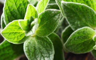 Grow Marjoram Indoors for Bigger Harvests and Stronger Flavour