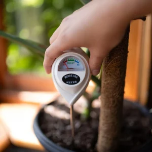 checking moisture level before watering indoor plant in winter