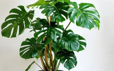 Tropical Houseplants That Thrive Indoors (Beginner Picks)