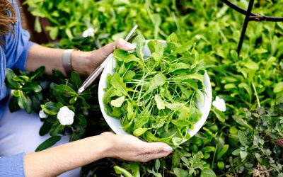 How to Grow Arugula Indoors (Peppery Greens for Salads)