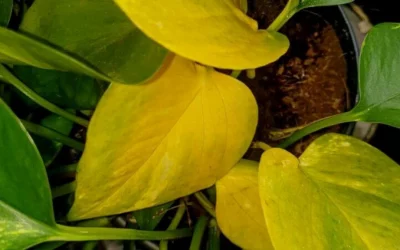 Why Indoor Plants Turn Yellow (Causes & Fast Fixes)