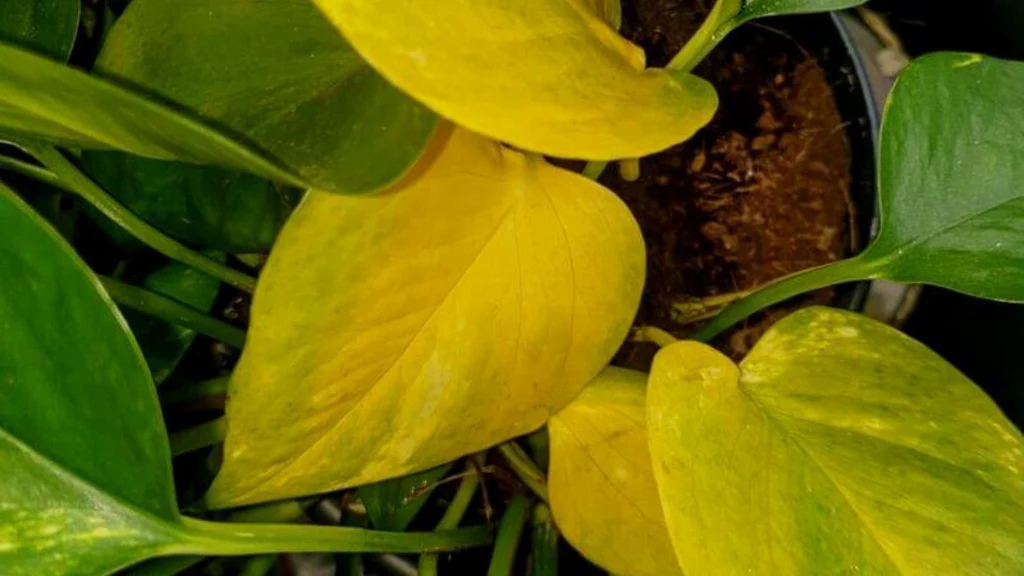 yellowing leaves on indoor plant caused by watering and light issues.