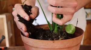 refreshing indoor soil to boost plant growth