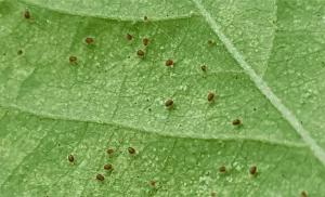 tiny spider mites infesting houseplant leaves