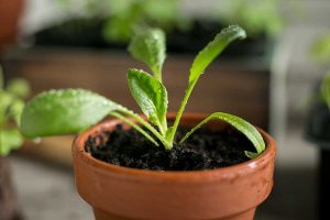 spinach plants growing indoors in pots