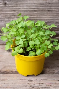 arugula plants growing indoors in pots