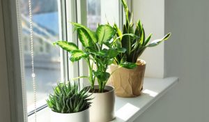 healthy indoor plants in well-draining soil