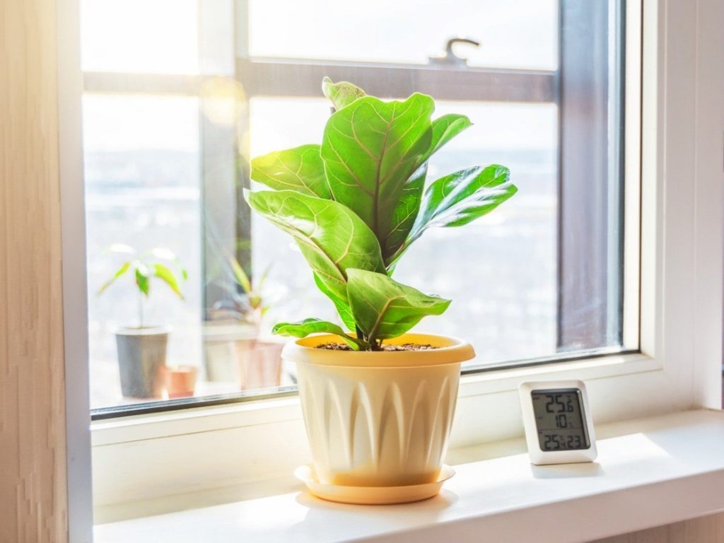 maintaining ideal indoor temperature for houseplants
