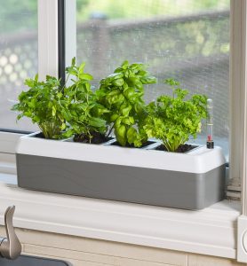 tools for maintaining indoor plant watering schedule