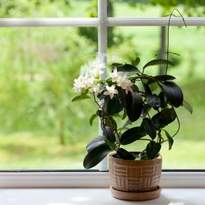 fragrant jasmine improving indoor air and mood