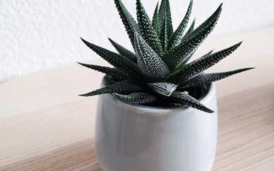 Mood-Boosting Plants You Should Grow Indoors (Feel Better Naturally)