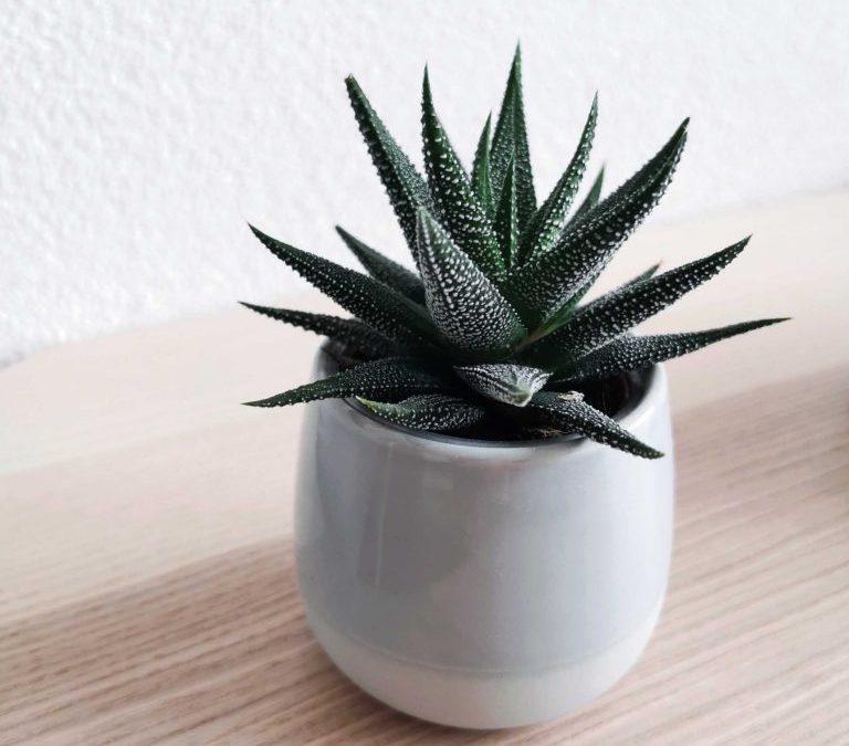 Mood-Boosting Plants You Should Grow Indoors (Feel Better Naturally)