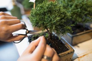 pruning bonsai branch to refine shape