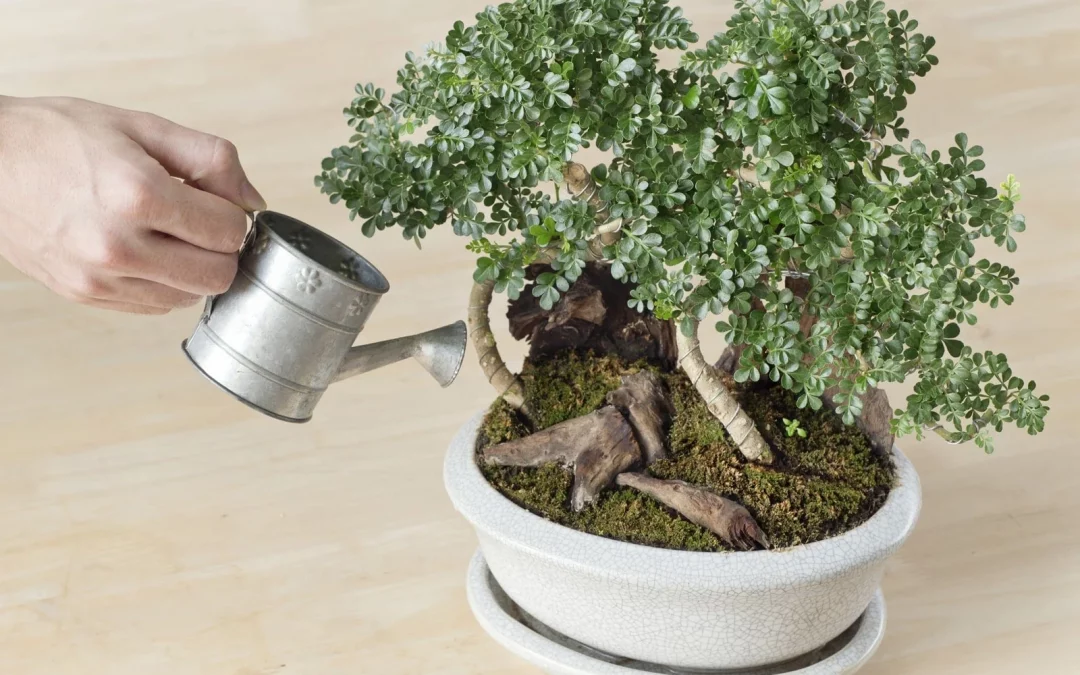 watering indoor bonsai tree carefully